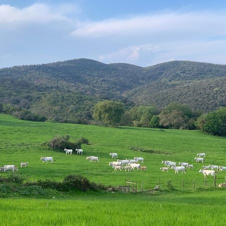 Fattoria Tolomei Campagnatico Экстерьер фото