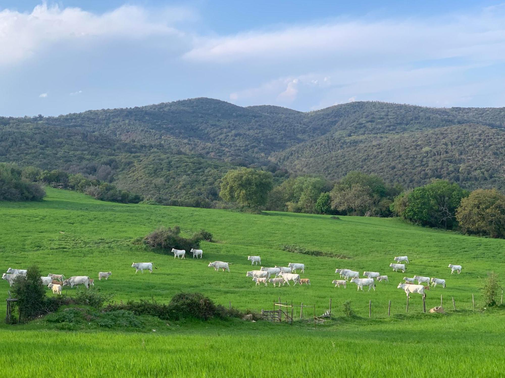 Fattoria Tolomei Campagnatico Экстерьер фото