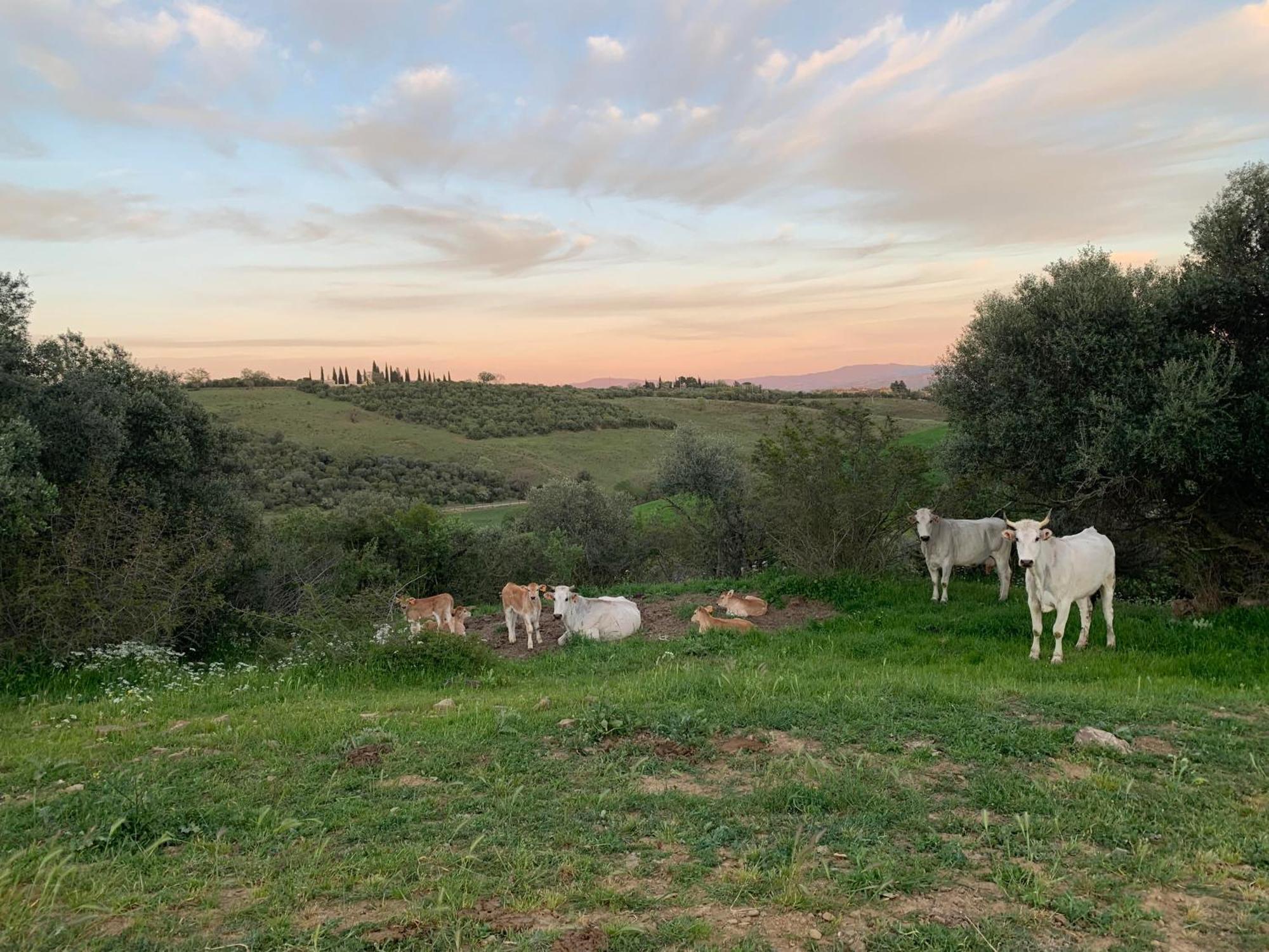 Fattoria Tolomei Campagnatico Экстерьер фото